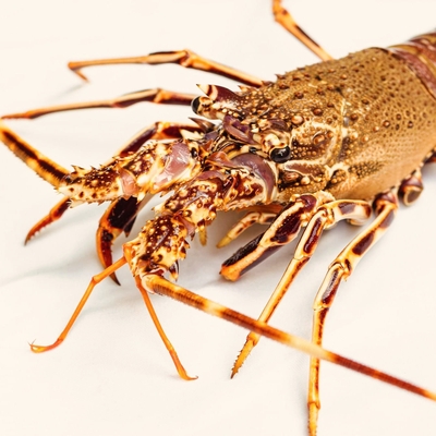 Langouste façon chef ou en toute simplicité au choix image