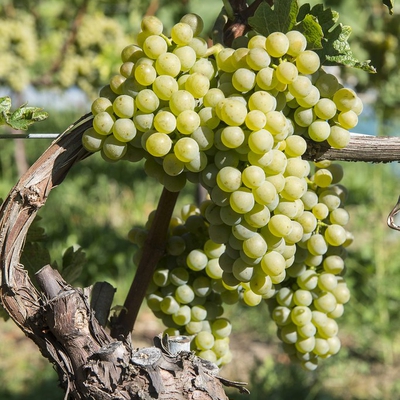 Clos Teddi image
