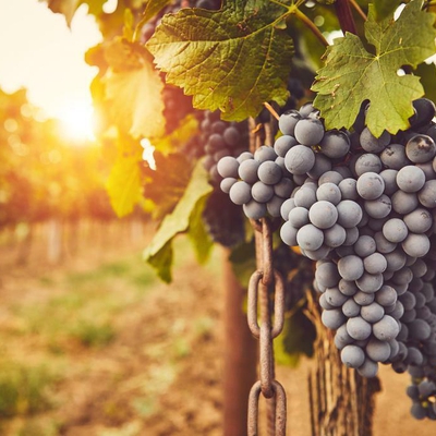 Clos de bernardi image