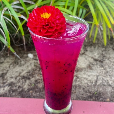 Zoiseau paradis image