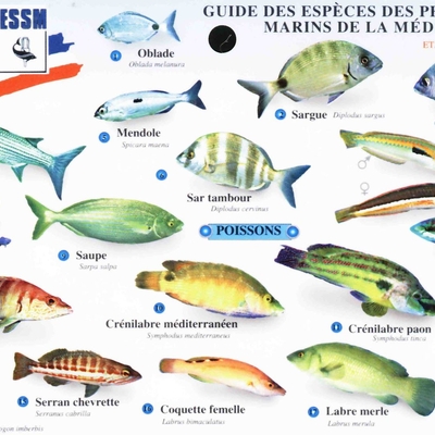 Poisson frais de Méditerranée Selon arrivage image