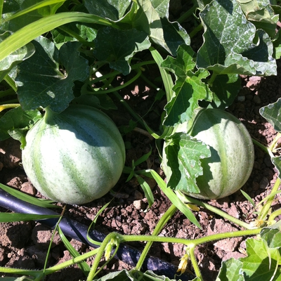 Les melons Du Jardin image