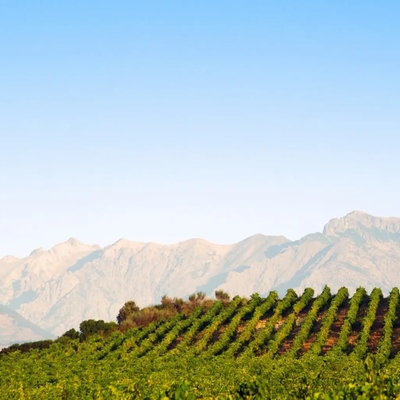 Nos vins au verre image