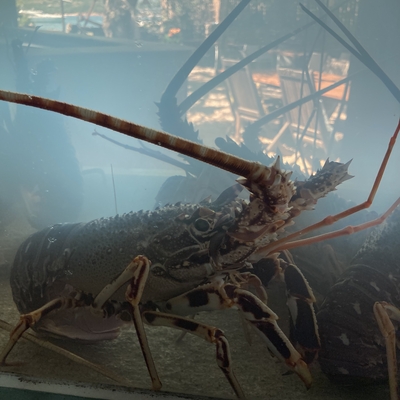 Langouste grillée image