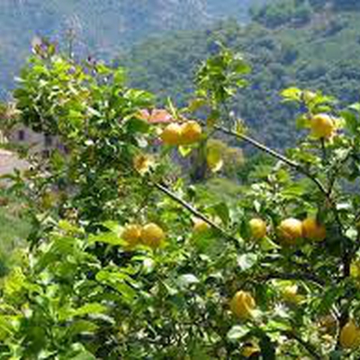 Limoncellu image