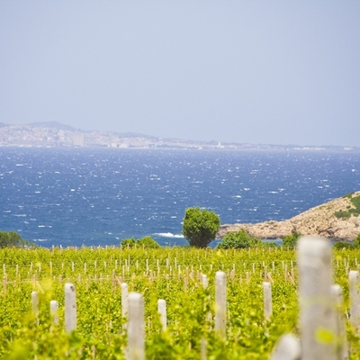 Muscat image
