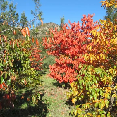Jardin botanique d'Avapessa image