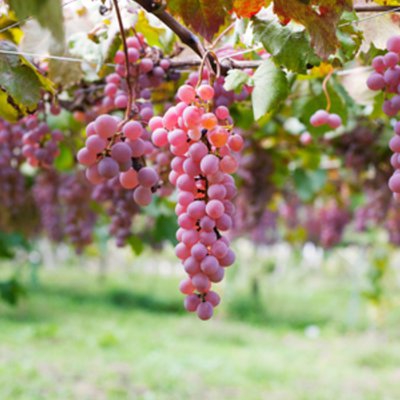 Domaine de Valdition image