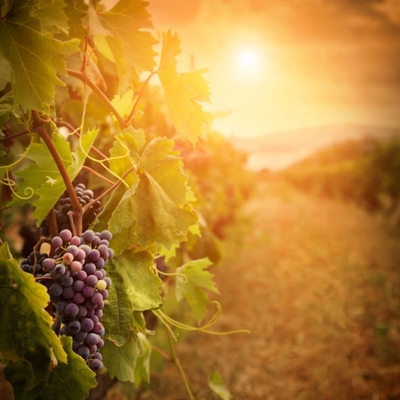 La route des Vins image